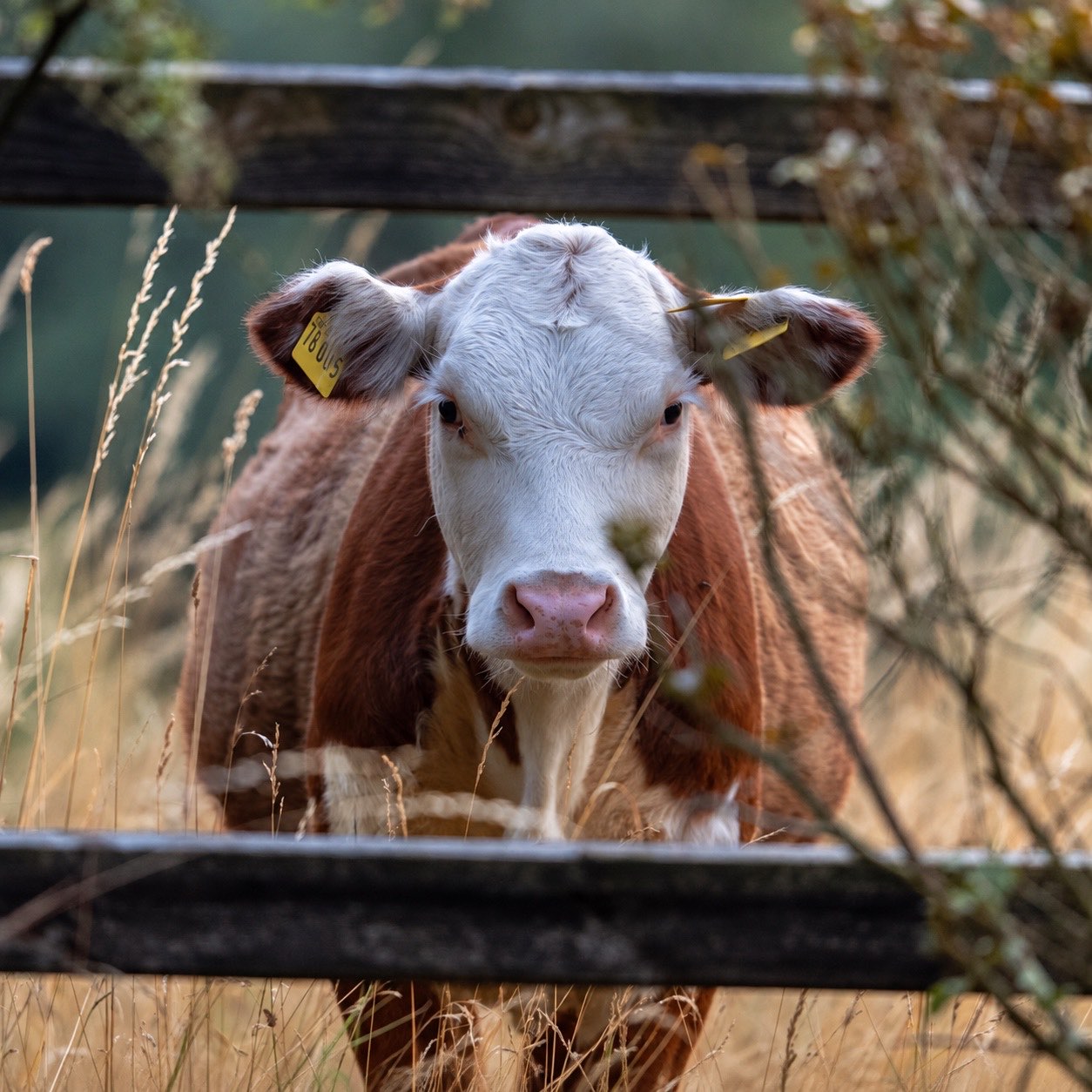 Rind hinter einem Zaun