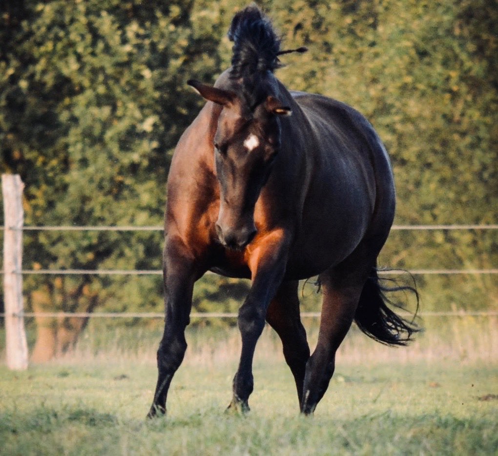 Dunkles Pferd in Bewegung auf der Weide