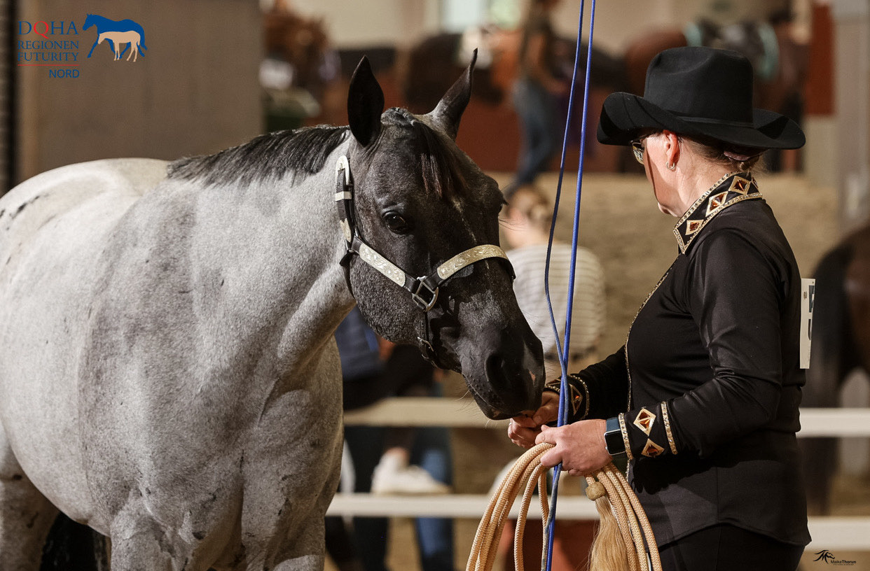 Graues Pferd bei einer Vorführung in der Halle