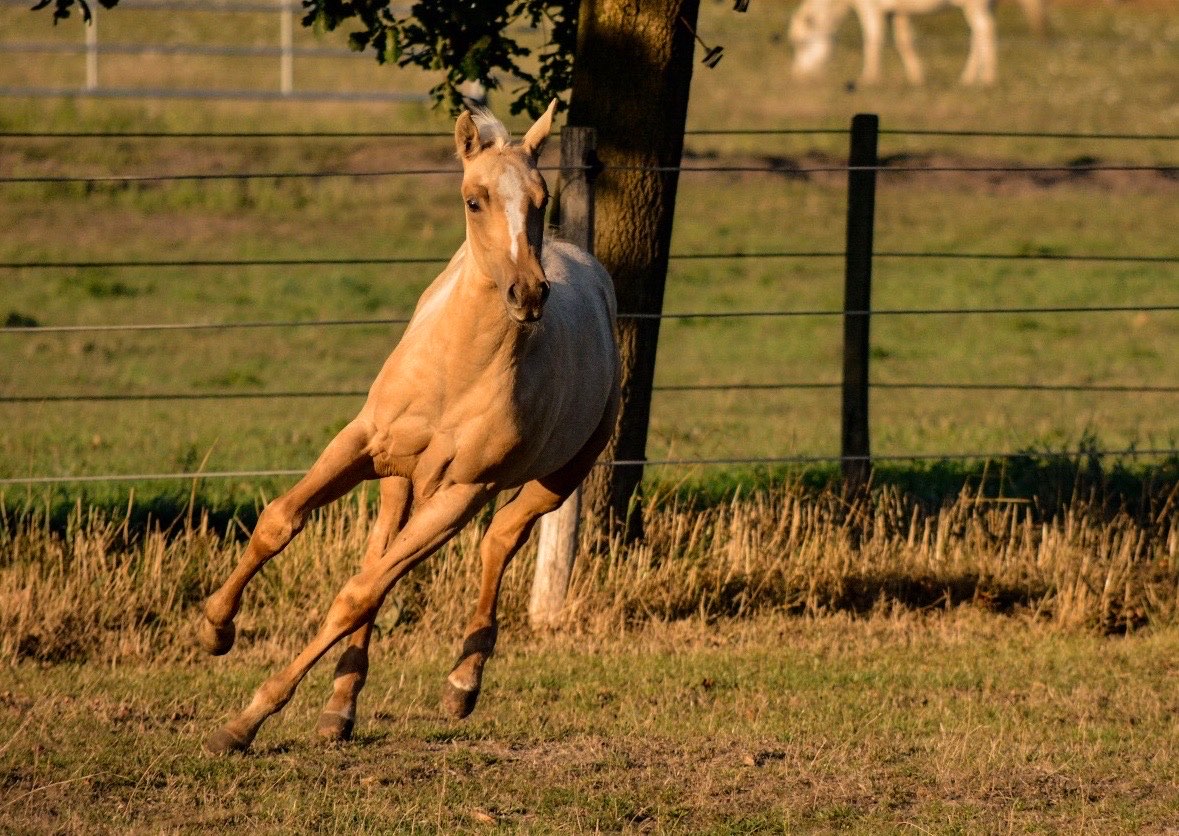 Palomino-Fohlen im Galopp über die Koppel