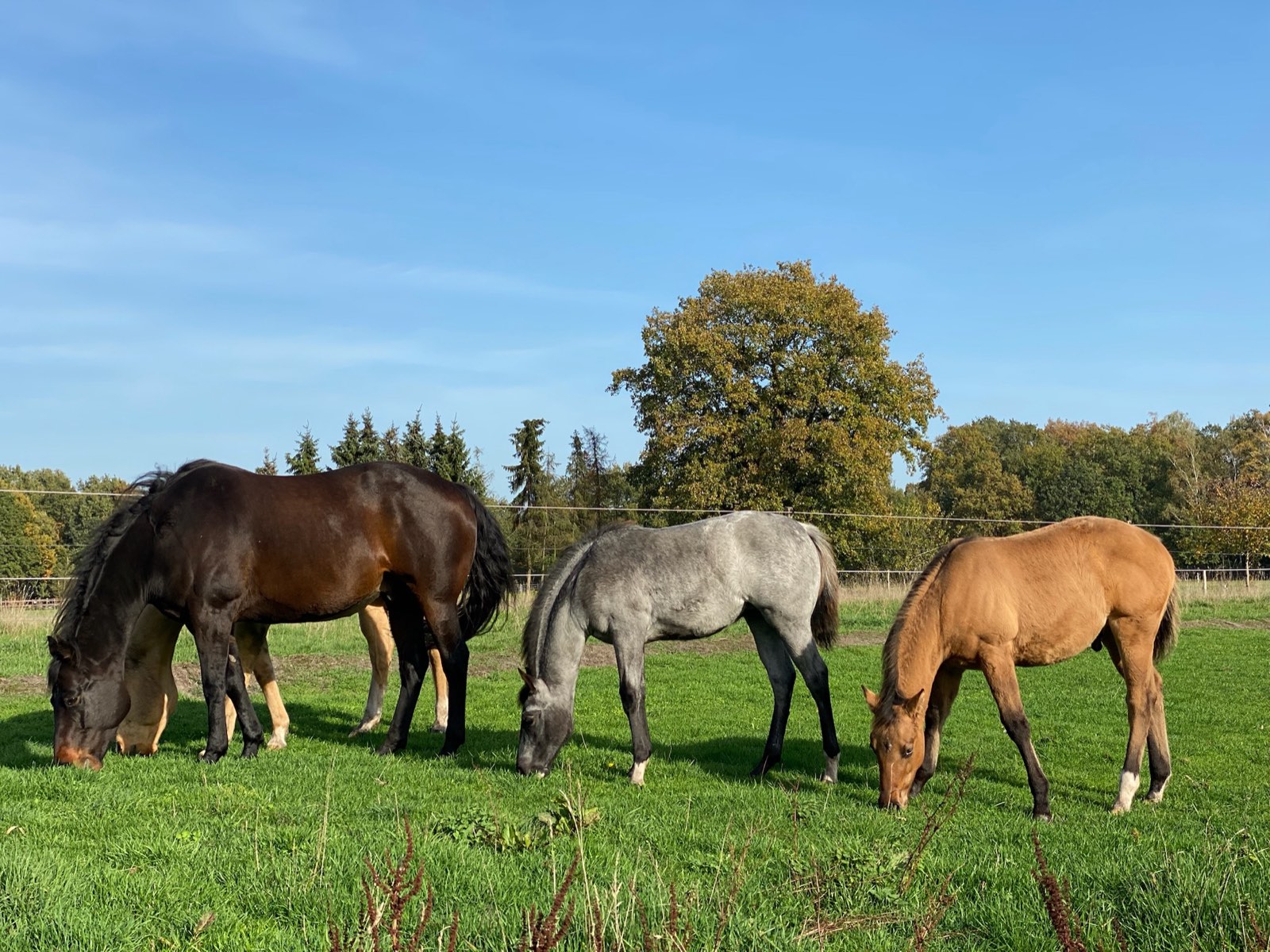 Stuten und Fohlen beim Grasen auf der Herbstkoppel