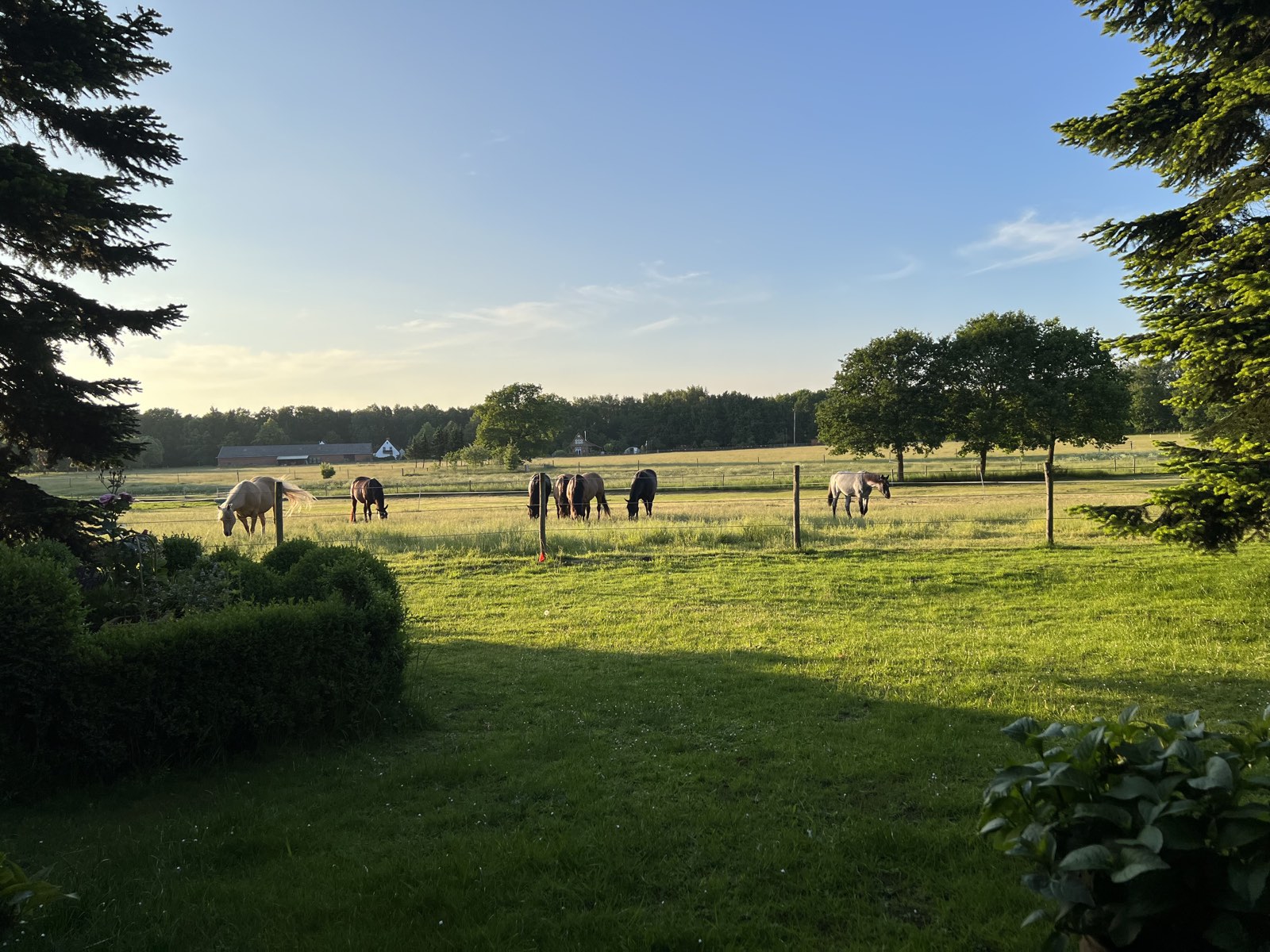 Pferde grasen im Abendlicht auf der Koppel