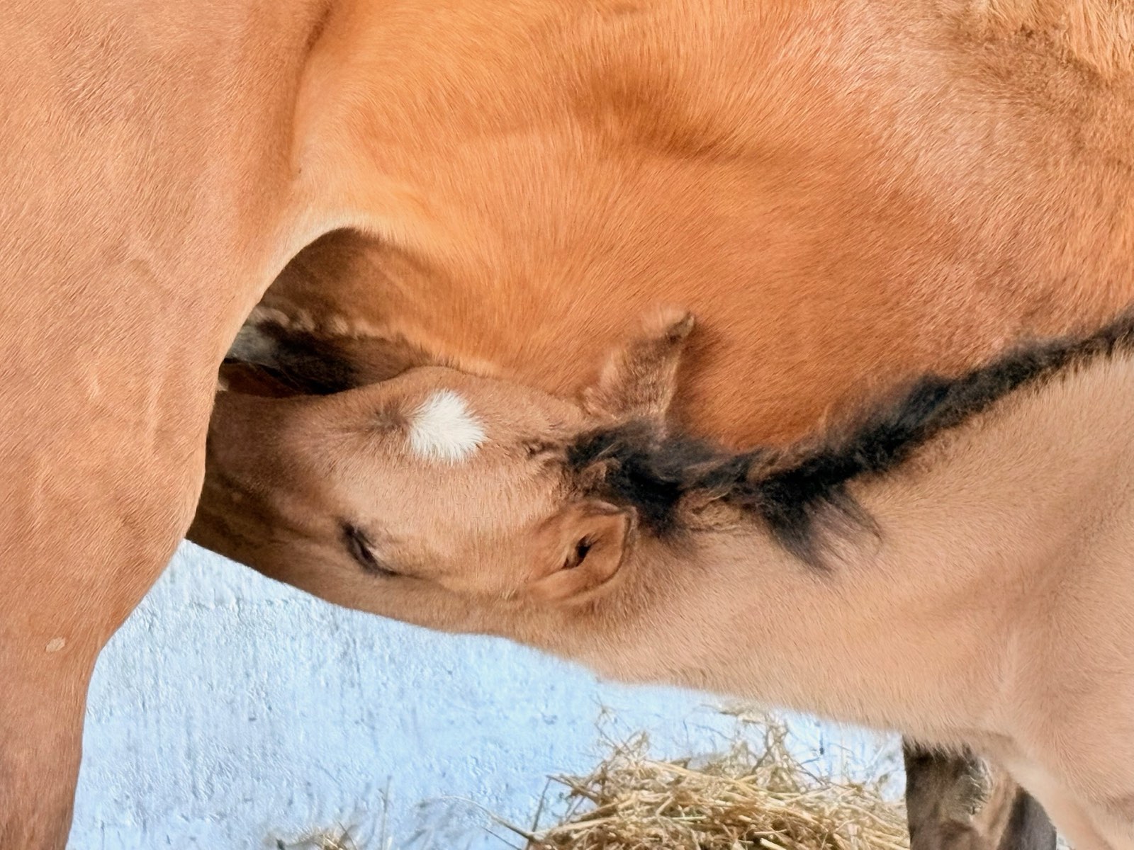 Baby News