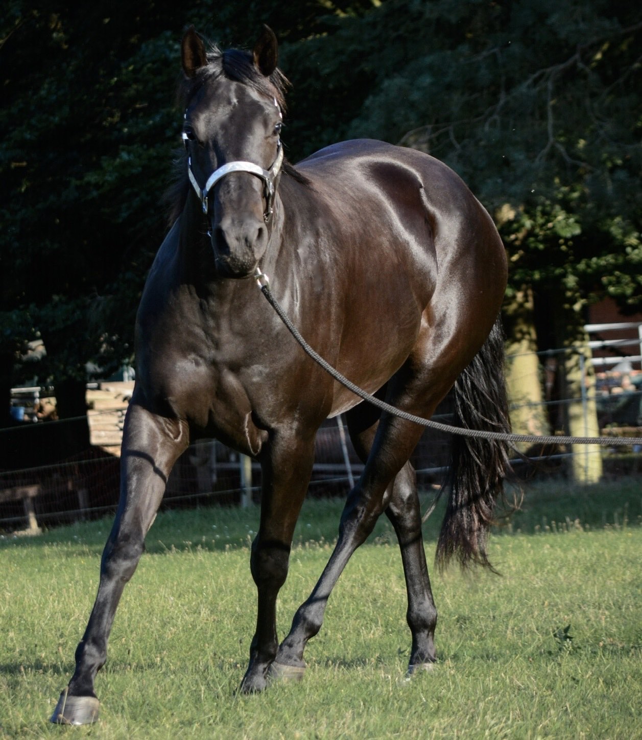 Sweet Mee Dear auf der Weide