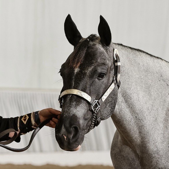 VS Dear Blue Darling beim Turnier in der Halle