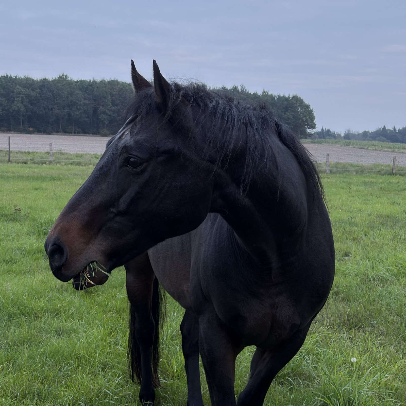 Dear Larkin Surprise auf der Weide