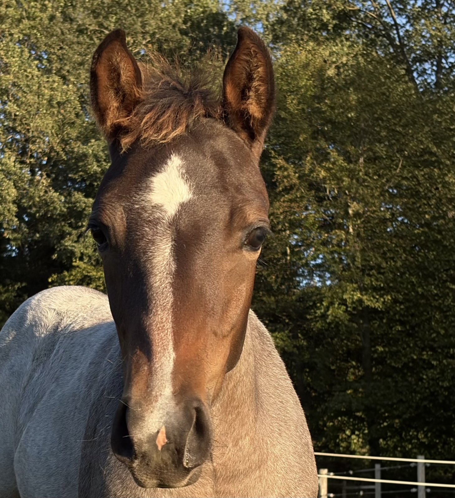 Bailey im Abendlicht auf der Weide